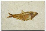 Detailed Fossil Fish (Knightia) - Wyoming #384484-1